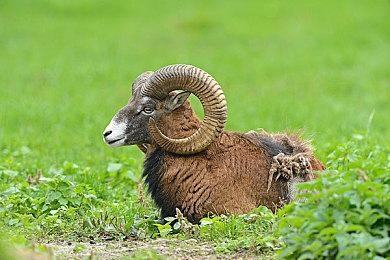 《东方Spell Bubble》将免费更新网络对战模式